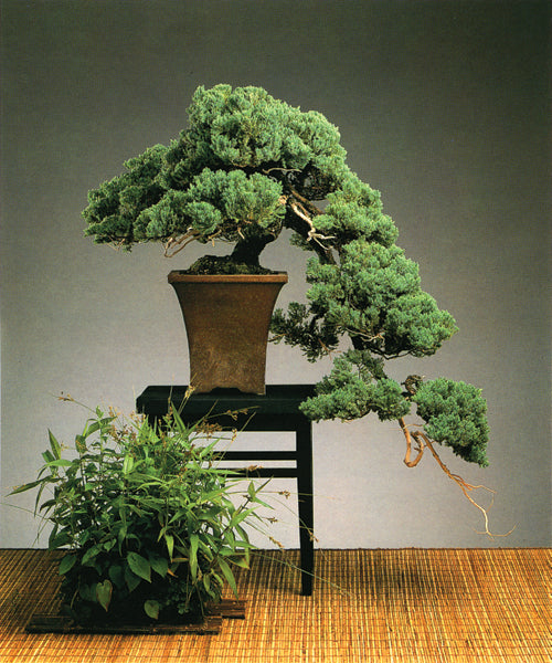 Let's talk about Junipers  Zen Garden and Bonsai