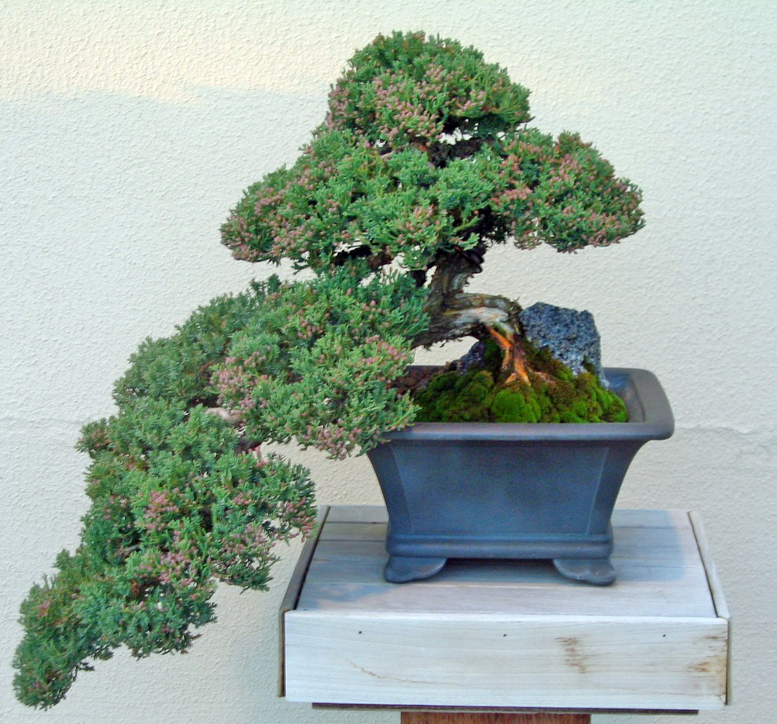 Please Read this if you have a Juniper!  Zen Garden and Bonsai