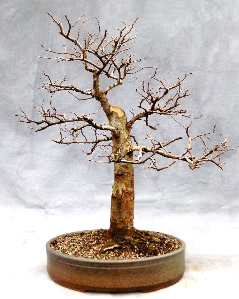 Winter Dormancy for Indoor Bonsai Zen Garden and Bonsai