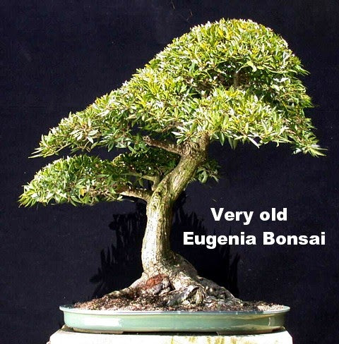 Up Close (but not too personal): Meet Eugenia Myrtifolia - The Brush C   Zen Garden and Bonsai
