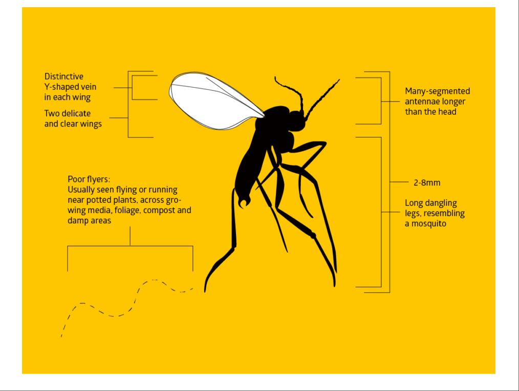 Fungus Gnats a Bonsai Nuisance Zen Garden and Bonsai