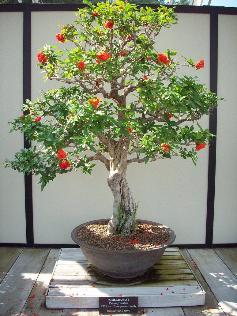 Indoor Bonsai Canada  Zen Garden and Bonsai