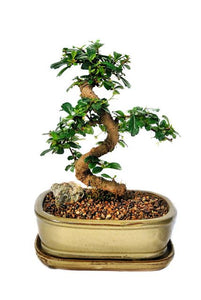 9 years old
This bonsai is native to China and has small white flowers that spontaneously bloom. The foliage is dark green and small in size, which beautifully contrasts with the flowers. The flowers turn into red berries that turn darker with age. These bonsais have beautiful curved trunk styles which have been trained over many years.
