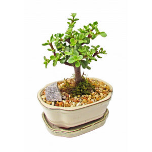 Mini Jade Bonsai Variegated Small