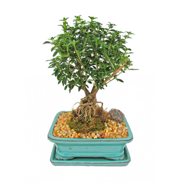 Snow Rose Serissa Variegated Bonsai Medium with Exposed Roots-OUT OF STOCK