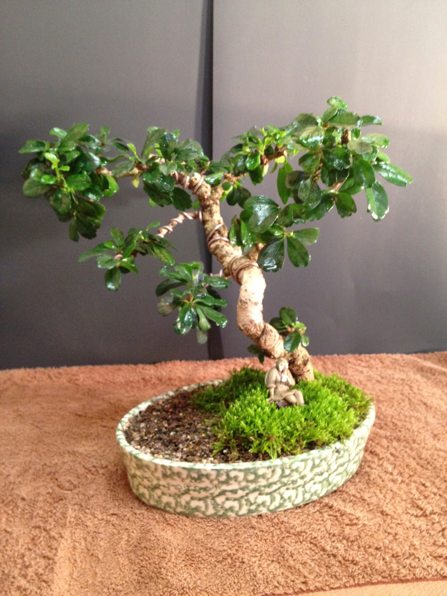 bonsai tree carmona Fukien Tea Bonsai Small ( Carmona Retusa)- Out of stock – Zen Garden and Bonsai