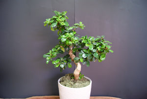Styled Fukien Tea Bonsai Extra-Large-- Out of stock