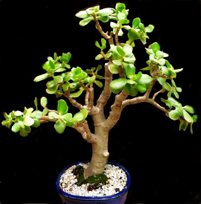 Mini Jade Bonsai Cascade Large