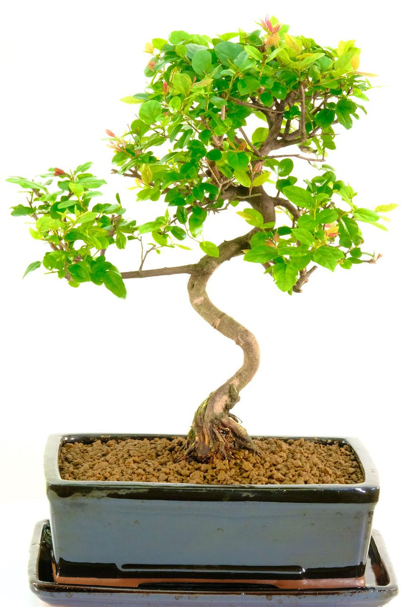 sweet plum bonsai tree Sweet Plum Sageretia Theezans Styled Bonsai Large