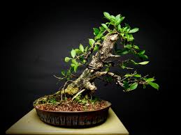 Styled Ficus Tiger Bark Bonsai Large-
