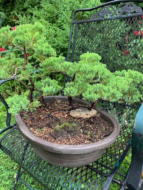 Growing on You: The blog about Bonsai, Gardens, Birds and Nature