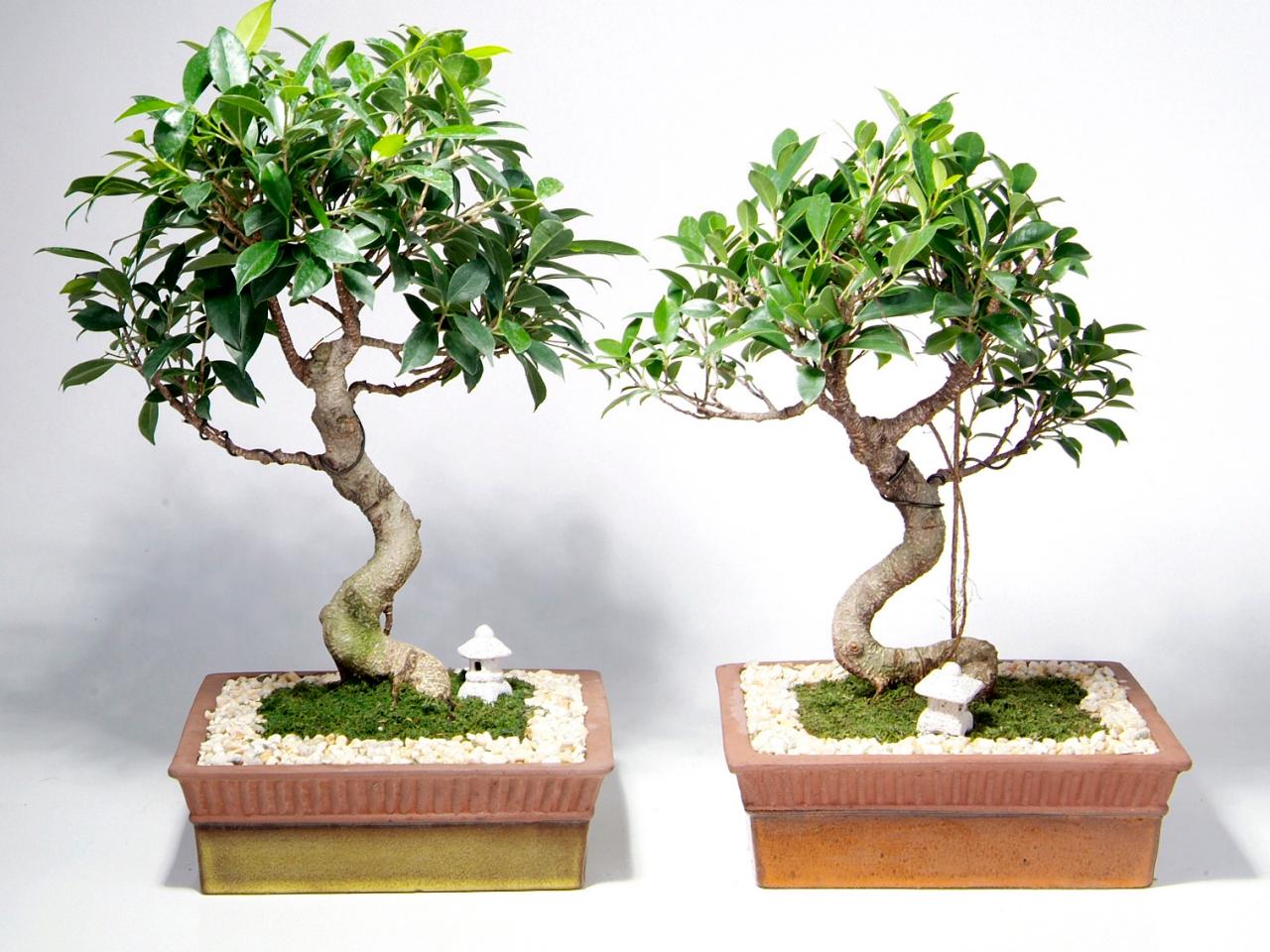 The Benefits of Bonsai Care