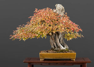 Any Interest in Outdoor Bonsai Trees?