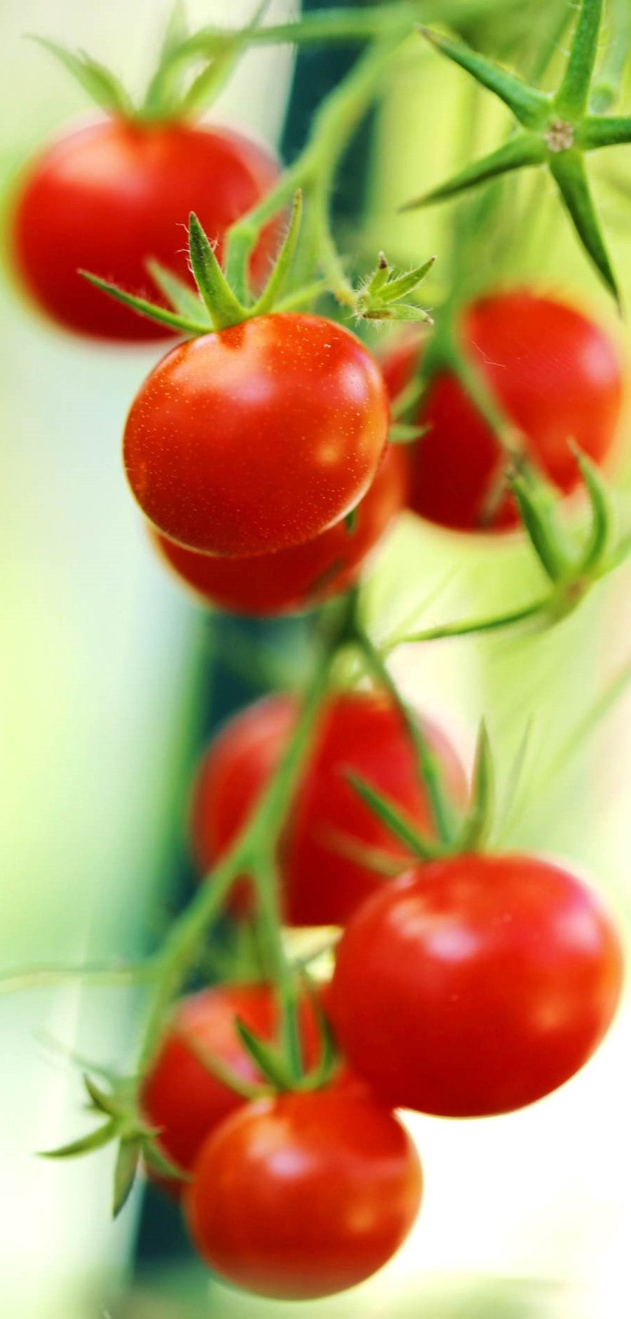 Easy Foods to Grow in Your Garden (or Balcony)