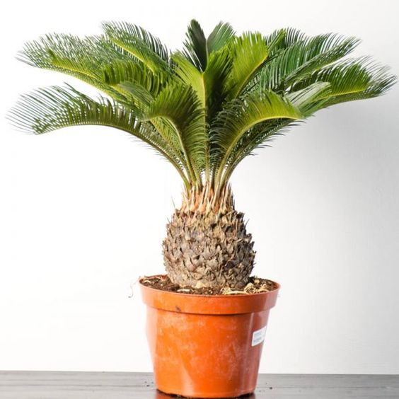 Step Away from that Tree - It's Not For Lunch – Zen Garden and Bonsai