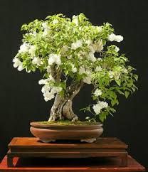 Serissa japonica- The tree of a Thousand Stars