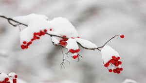 Summer to Winter - Transitioning your Bonsai