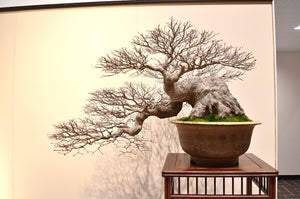 Zen Garden and Bonsai