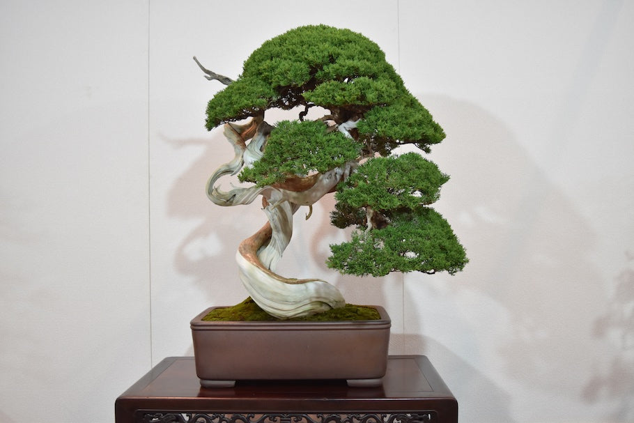 Zen Garden and Bonsai