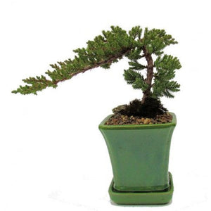 Juniper Bonsai Cascade Small-