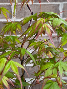 Japanese Maple- SOLD
