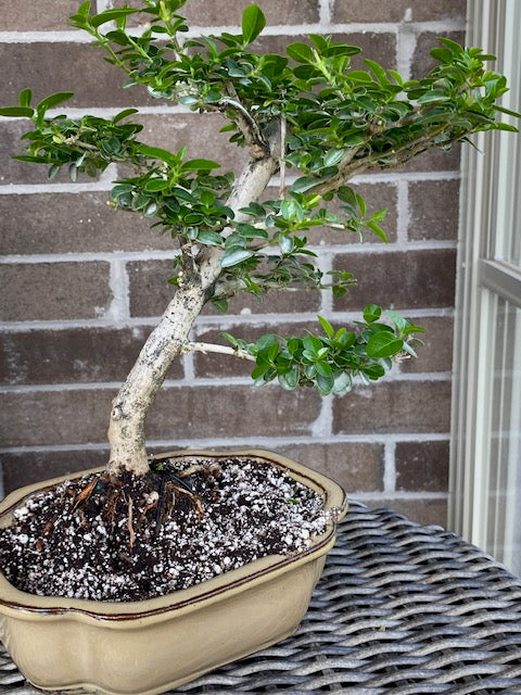 Premna (obtusifolia or serratifolia)