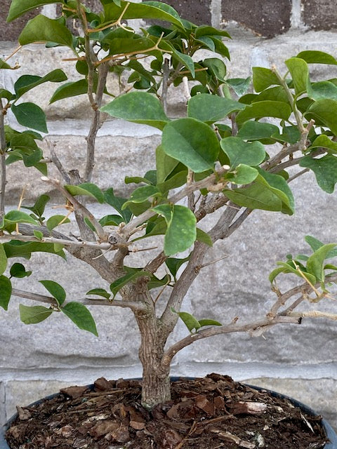 BOUGAINVILLEA GLABRA BONSAI Large- XL-Out of stock