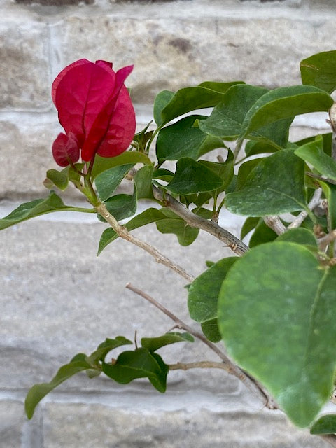 BOUGAINVILLEA GLABRA BONSAI Large- XL-