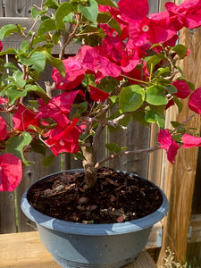 BOUGAINVILLEA GLABRA BONSAI Large- XL-