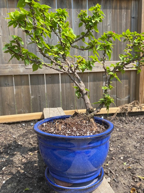 BOUGAINVILLEA GLABRA BONSAI Large- XL-