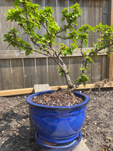 BOUGAINVILLEA GLABRA BONSAI Large- XL- Out of stock for now