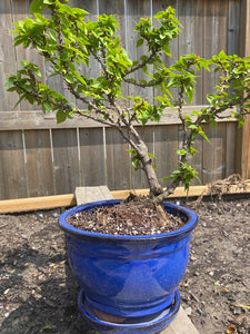 BOUGAINVILLEA GLABRA BONSAI Large- XL-