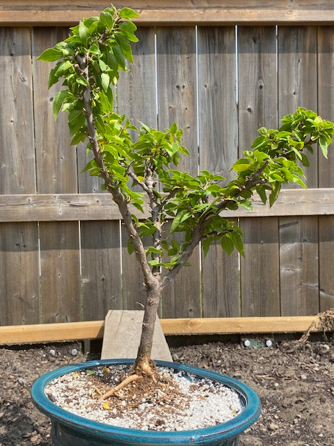 BOUGAINVILLEA GLABRA BONSAI Large- XL-