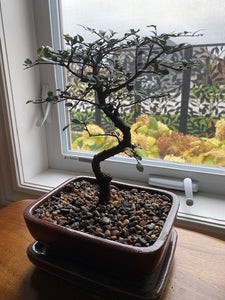 Chinese Elm Bonsai Tree - Medium- Out of stock