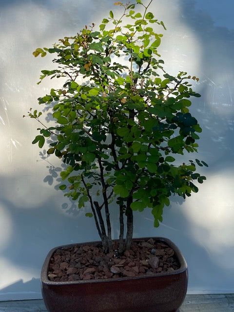 bloodwood tree bonsai Campeche Bonsai Medium