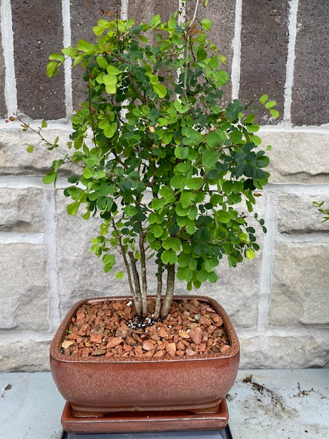 bloodwood tree bonsai Campeche Bonsai Medium