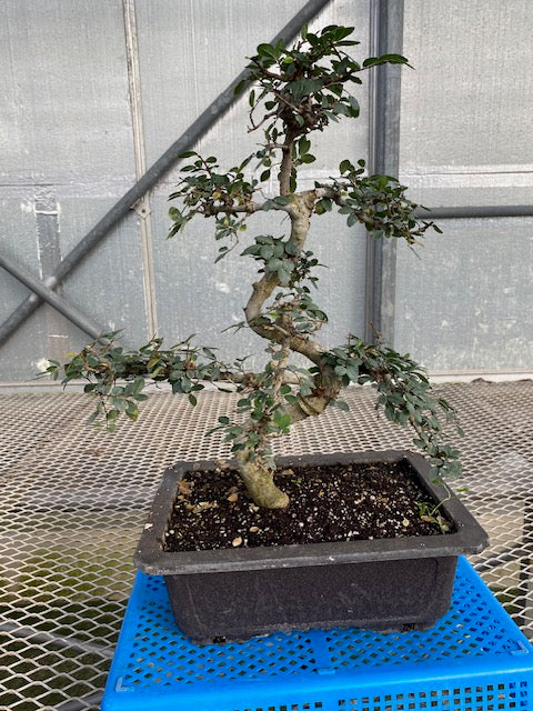 Chinese Elm Bonsai Tree- Extra Large- One of a Kind