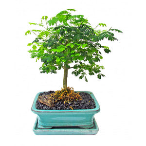 Brazilian Rainforest Bonsai-  Large- Back in Stock!