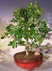 Barbados Cherry Bonsai ( Malpighia Glabra)- Large