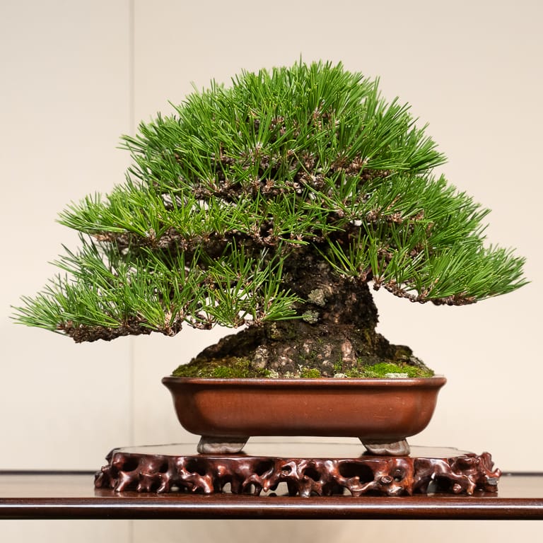 Zen Garden and Bonsai