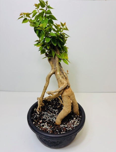 BOUGAINVILLEA GLABRA MEDIUM 7