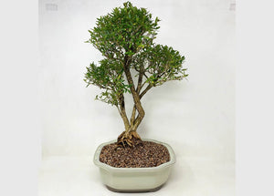 Serissa - Serissa Foetida (Japonica) Large -