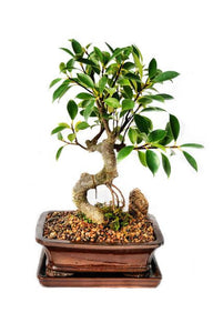 This truly amazing bonsai features incredible exposed root structure, which coincides with a beautiful texture rock embedded in the soil. Not to be outdone, the foliage is impressive. These bonsais are recommended for home, office or dorm use as they can adapt to almost any light conditions.