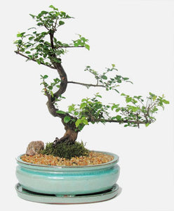 This tropical beauty is one of the most popular of the indoor tropical bonsai. Imported from southern China it has very small leaves and produces a pinkish or whitish flower.
