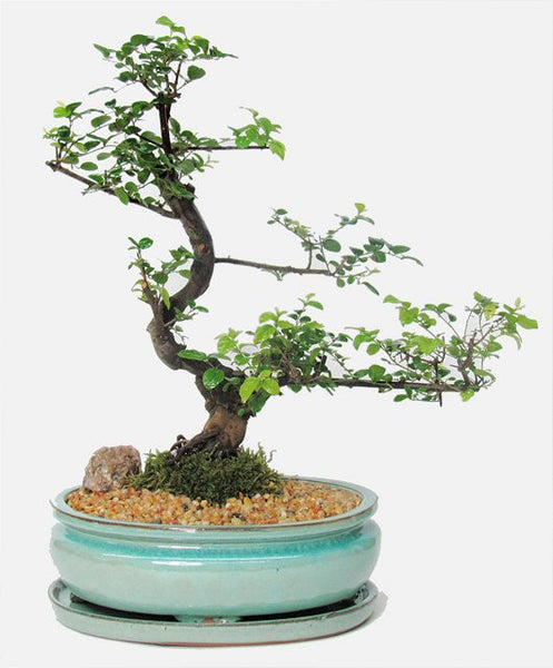 sweet plum bonsai tree Sweet Plum Sageretia Theezans Extra Large-Out of Stock – Zen Garden and  Bonsai