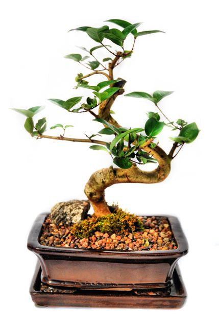 This bonsai have very striking, dark green leaves which are formed in pairs. The bark is red in colour which contrasts beautifully with the leaves. During springtime, this bonsai may produce small white flowers and edible fruit. This bonsai thrives in indoor conditions.