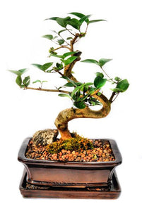 This bonsai have very striking, dark green leaves which are formed in pairs. The bark is red in colour which contrasts beautifully with the leaves. During springtime, this bonsai may produce small white flowers and edible fruit. This bonsai thrives in indoor conditions.