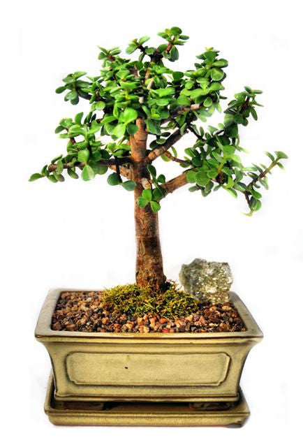 Mini Jade Large-
