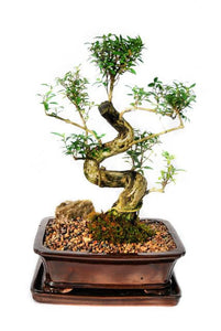 Are you looking for a  ladies bonsai with  beautiful white, trumpet shaped flowers. When in bloom, this bonsai radiates a very mature and elegant look. The leaves have a shiny dark green color. Trained from a young age, this bonsai have exquisite branch and trunk structure along with solid root structure.