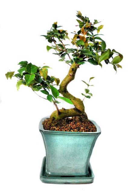 This bonsai have very striking, dark green leaves which are formed in pairs. The bark is red in colour which contrasts beautifully with the leaves. During springtime, this bonsai may produce small white flowers and edible fruit. This bonsai thrives in indoor conditions.